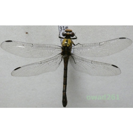 Odonata sp. Poland31e